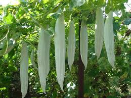 Fresh Snake Gourd