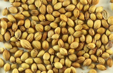 Organic Coriander Seeds, for Agriculture, Cooking, Food, Medicinal, Certification : FSSAI