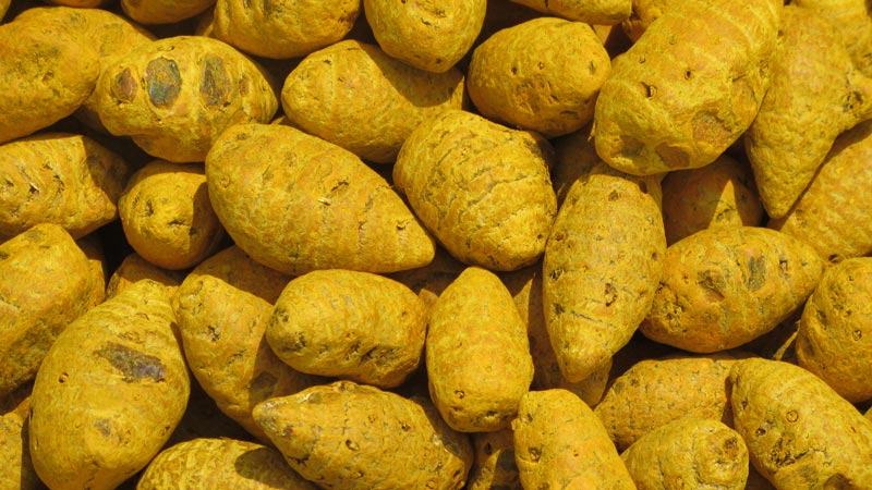 Golden Yellow Natural Unpolished Turmeric Bulb, for Cosmetics, Food Medicine, Spices, Cooking, Form : Solid