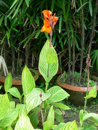 Canna Plants