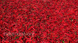 Guntur Red Chilli