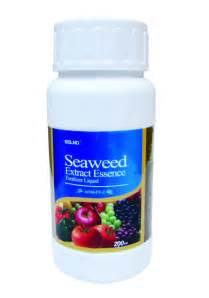 Seaweed Extract