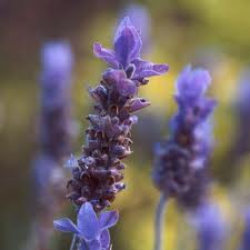 Lavender oil