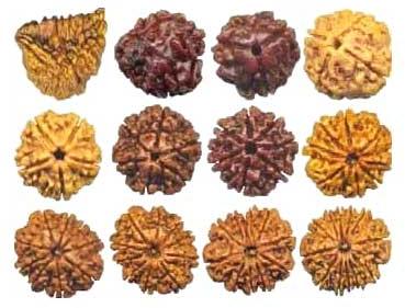 Nepal Beads (Rudraksha All Mukhis 1-12)