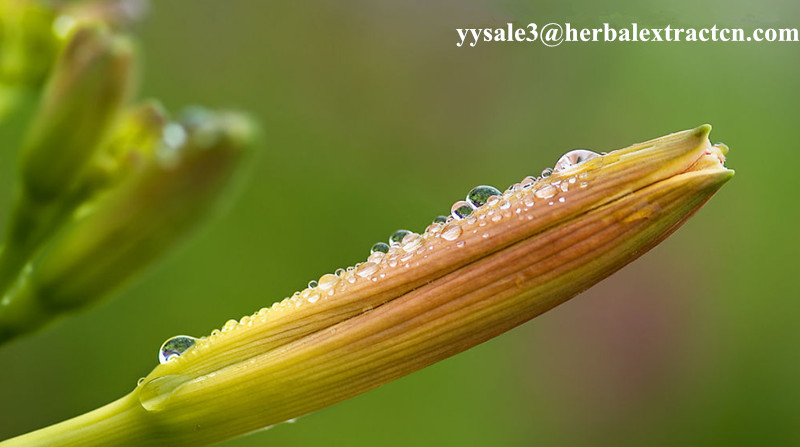 Hemerocallis Fulva Extract