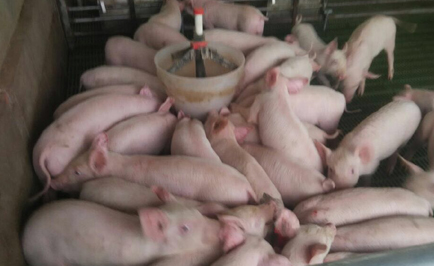 Imported Bore Frozen Pig Semens