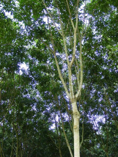 Natural Rubber Cup Lump