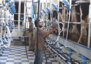 Automated Milking Parlors