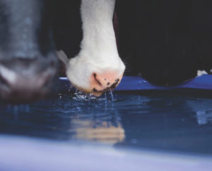 Cow Water Troughs