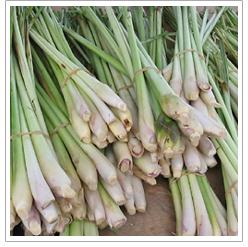 Lemon Grass