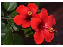 Hibiscus Rosa Sinensis Flower