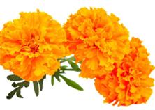 Organic Marigold Flowers, Packaging Type : Plastic Packets