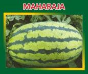 Maharaja Hybrid Watermelon Seeds