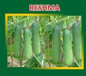 Reshma Hybrid Cucumber Seeds