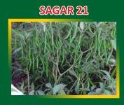 Sagar-21 Hybrid Green Chilli Seeds