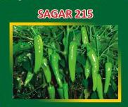 Sagar-215 Hybrid Green Chilli Seeds