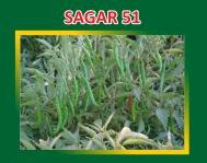 Sagar-51 Hybrid Green Chilli Seeds