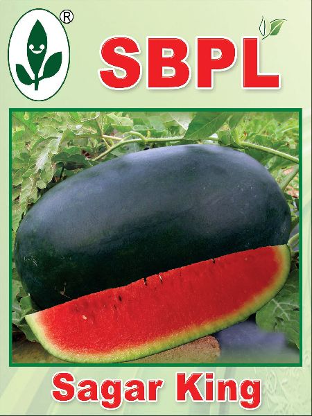 Sagar King Hybrid Watermelon Seeds