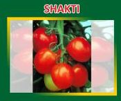 Shakti Hybrid Tomato Seeds