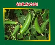 Shravani Hybrid Cucumber Seeds