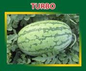 Turbo Hybrid Watermelon Seeds