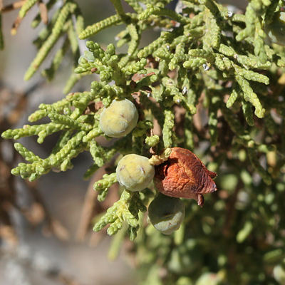 Herbal Tree