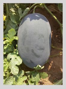 Madhav Watermelon Seeds