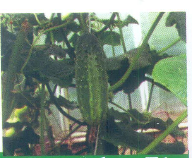 S-80 Cucumber Seeds