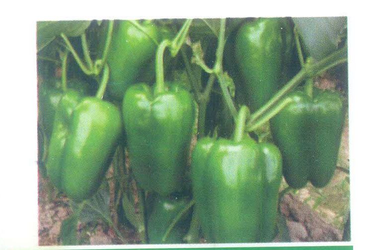 Green Capsicum Seeds