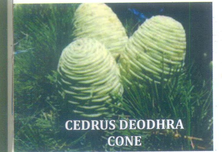 Cedrus Deodhra Cones