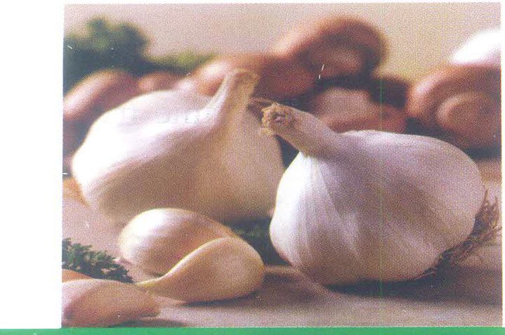 Large Segmented Garlic Seeds
