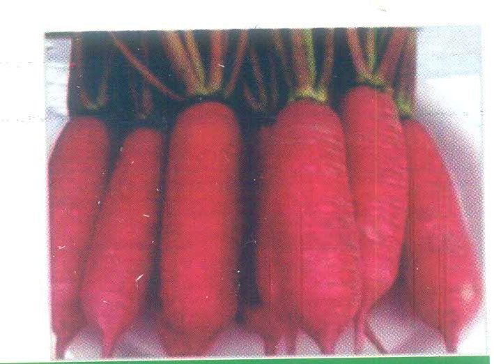 Chinese Pink Radish Seeds