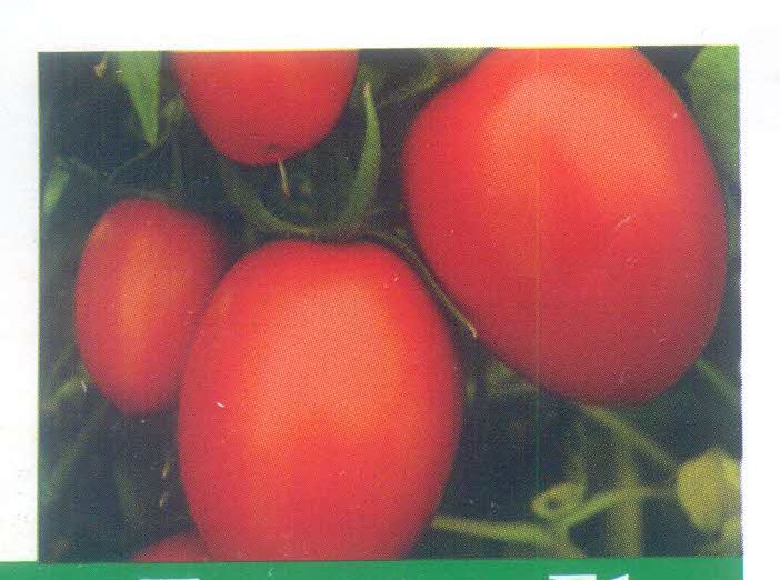 Kanchan Tomato Seeds