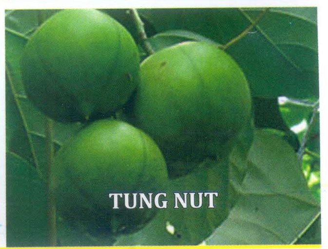 Tung Nut Seeds