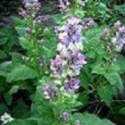 clary sage