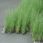 Green Full Sun Exposure Vetiver Grass Packaging Type Jute Bundle Rs 0 5 Piece Id 20436401391