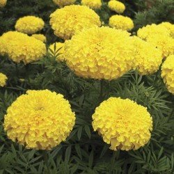 African Marigold F2 Dwarf Yellow flowers
