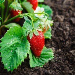 Alpine strawberries seeds