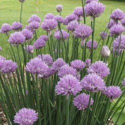 Chives seeds