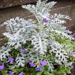 Cineraria Silver Dust Seeds