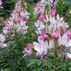 Cleome Spinosa Mix