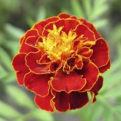 French Marigold Scarlet Red seeds