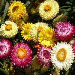 Helichrysum song mix seeds