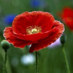 Indian Shirley Poppy Mix Seeds