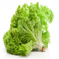 lettuce seeds