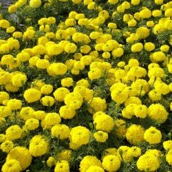 Marigold F2 Dwarf Yellow seeds