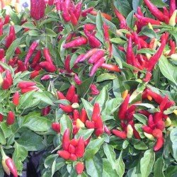 Ornamental Chilli Pointed Mix