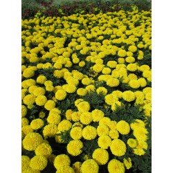 Pan American Marigold Taishan Yellow seeds