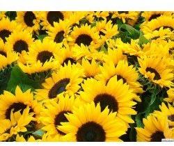 Pan American Sunflower Helianthus Annuus seeds