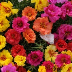 multi-coloured flowers